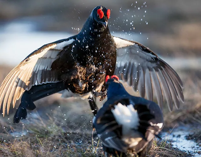 Sweden wildlife photography
