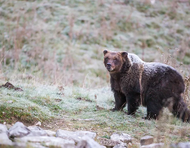 Abruzzo National Park wildlife photography