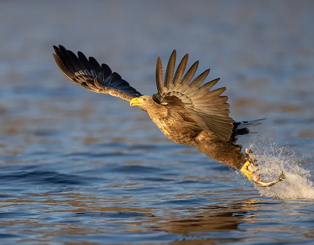 Norway wildlife photography