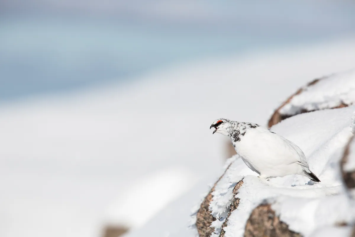 Scotland wildlife photography