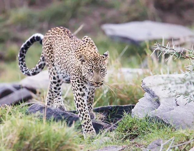 Kenya wildlife photography