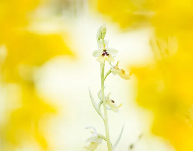 Flowers wildlife photography