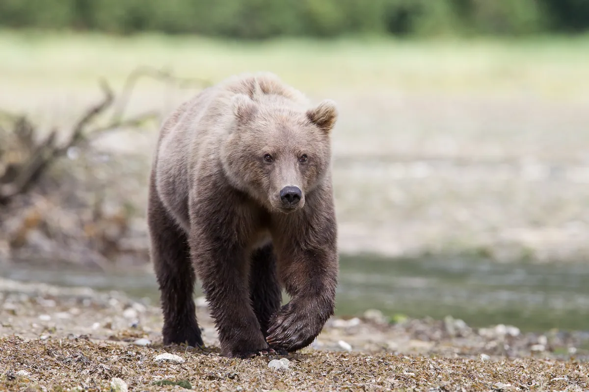 Alaska wildlife photography
