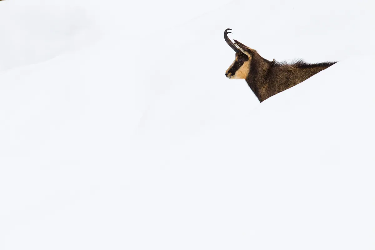 Gran Paradiso National Park wildlife photography