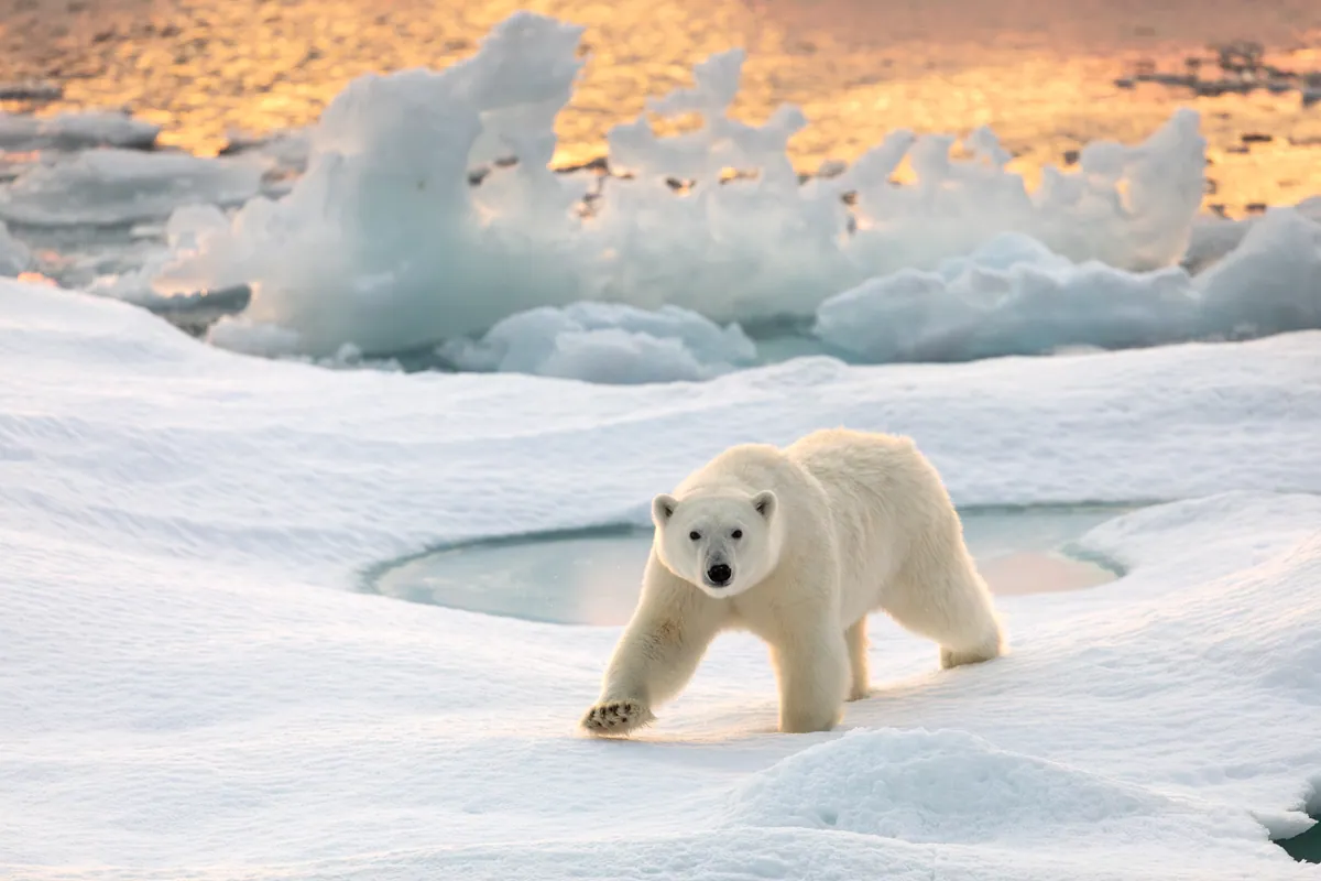 Svalbard wildlife photography