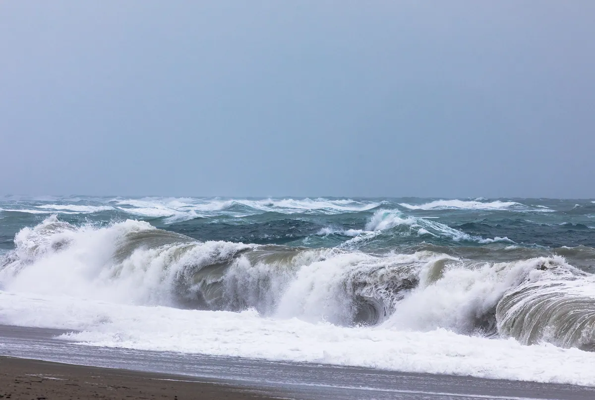 Sea and sky wildlife photography